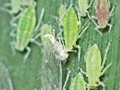 Hyalopterus pruni